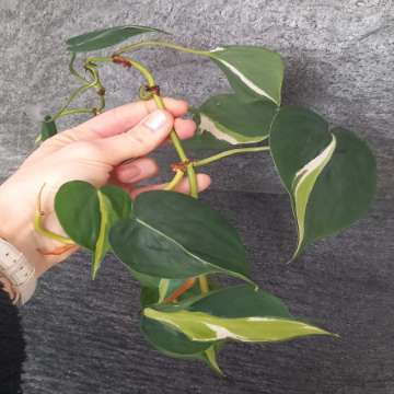 Philodendron cream splash