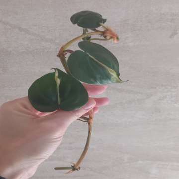 Philodendron cream splash