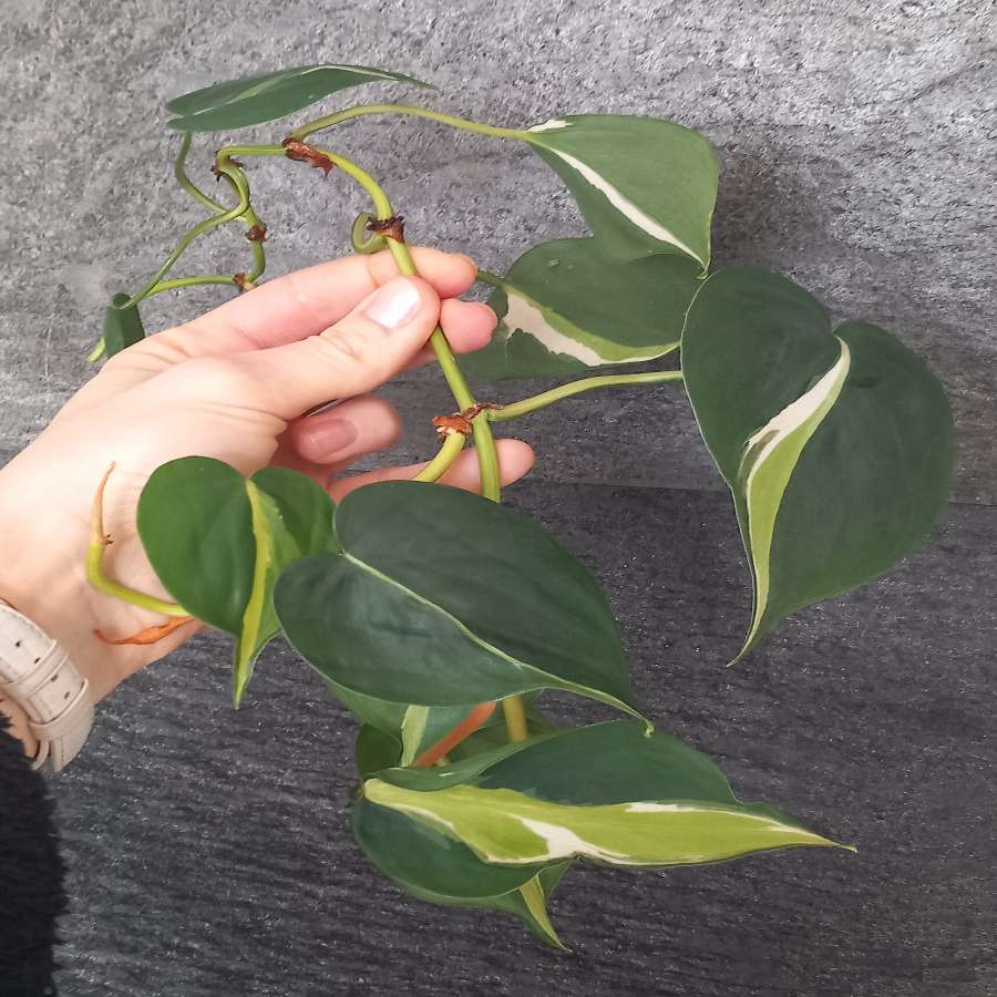 Philodendron cream splash