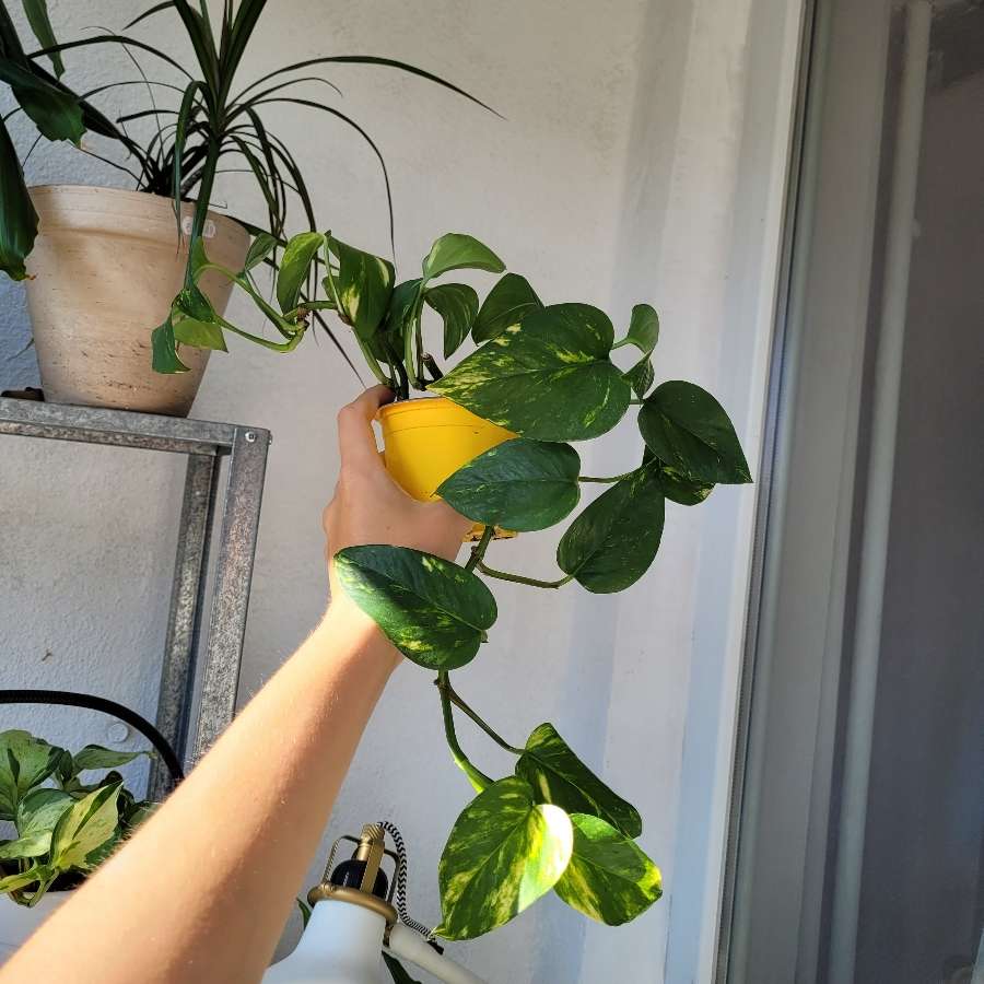 Epipremnum