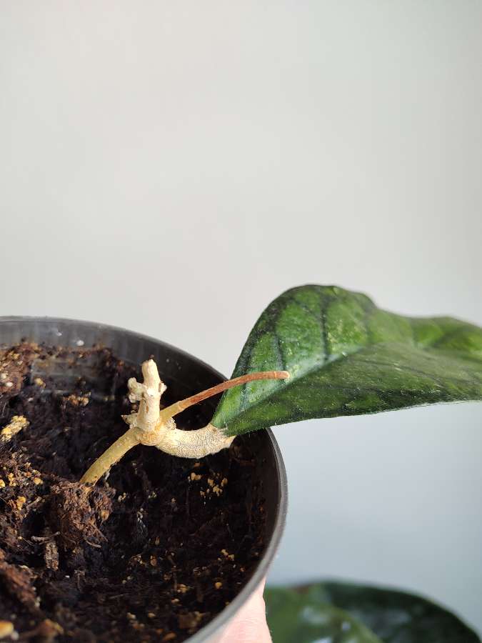 Hoya Black Cat 2