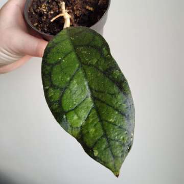 Hoya Black Cat