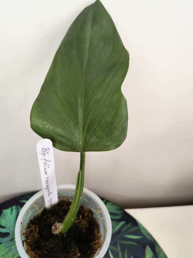 Philodendron bipenfolium veriagata regres 4