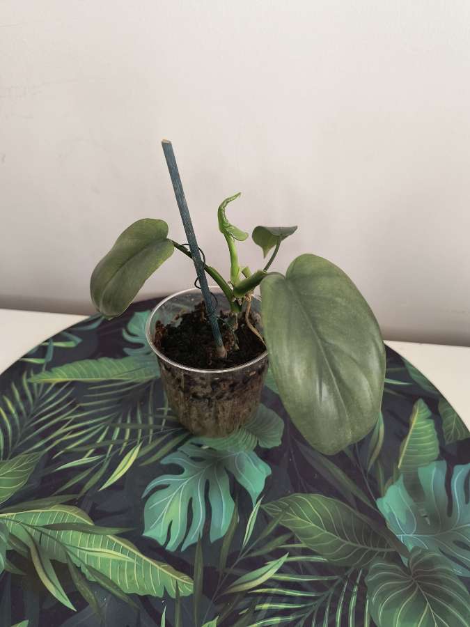 Philodendron bipenfolium veriagata regres 2