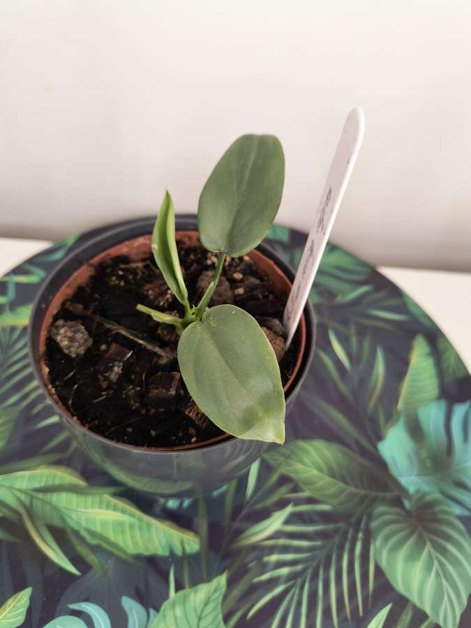 Philodendron bipenfolium veriagata regres 3