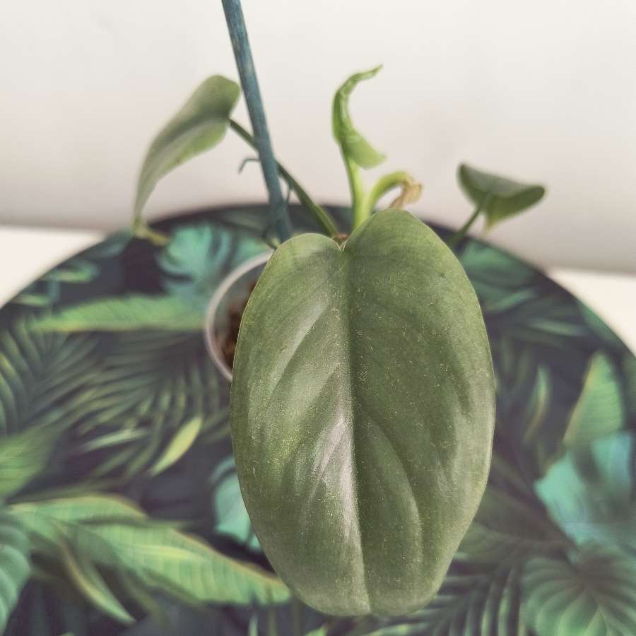 Philodendron bipenfolium veriagata regres