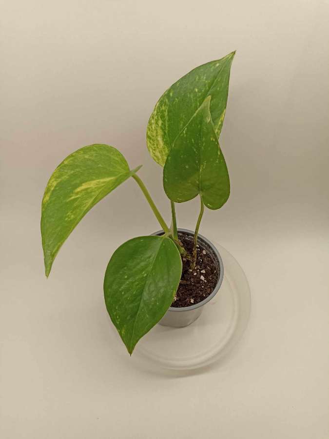Epipremnum 2