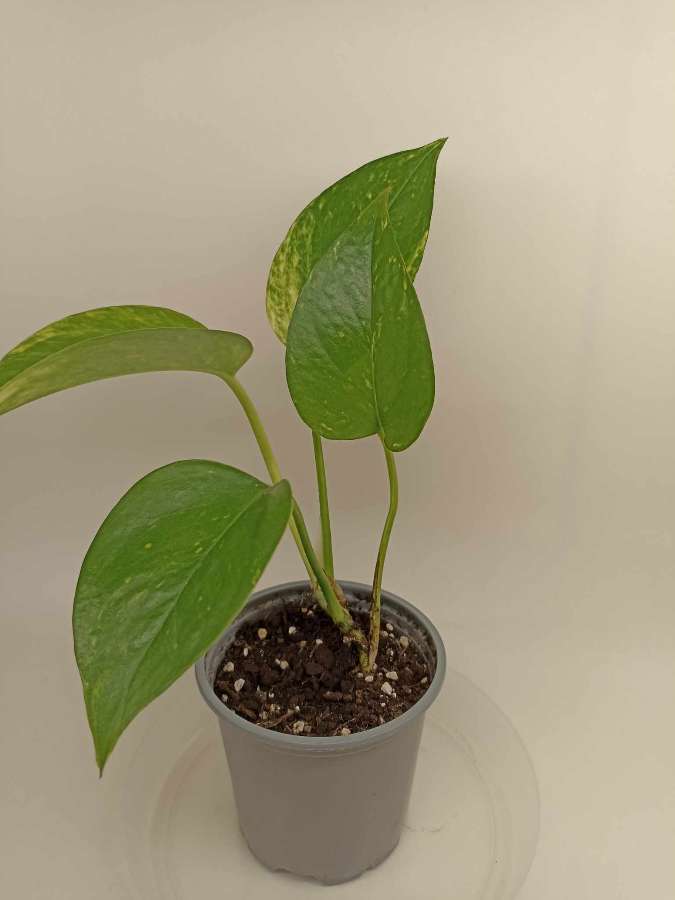 Epipremnum 3