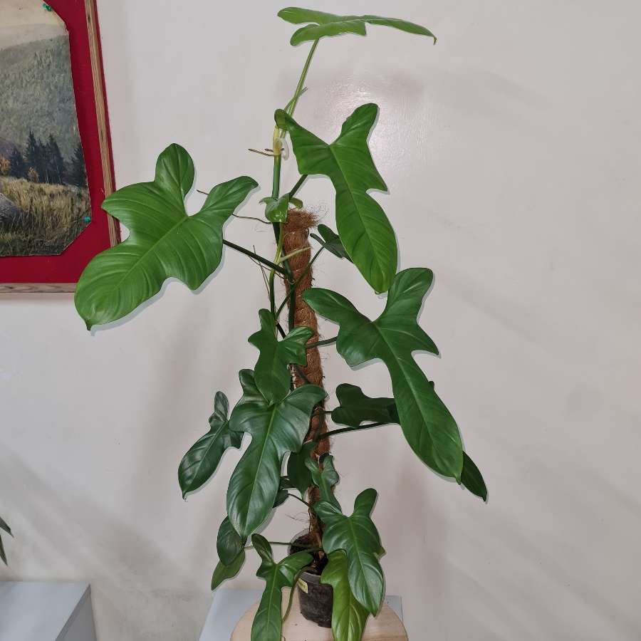 Philodendron bipennifolium silver filodendron
