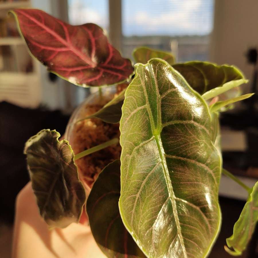 Alokazja Azlanii
