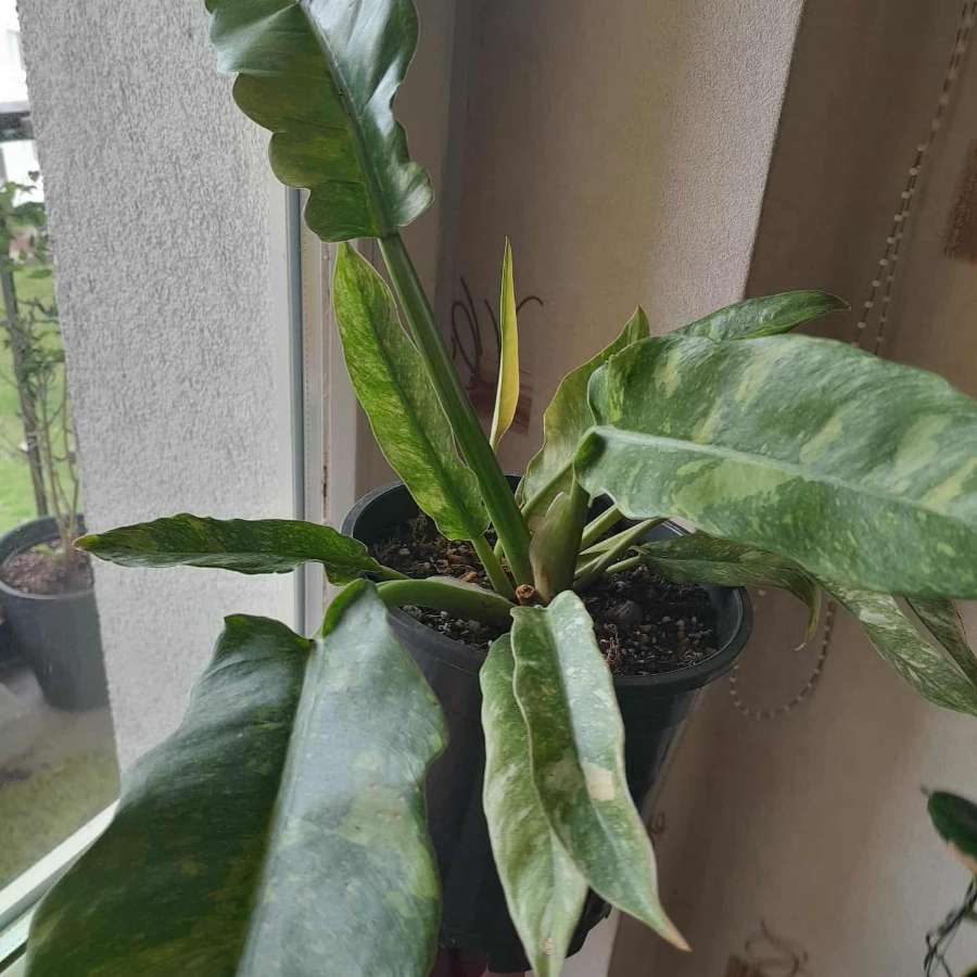 Philodendron ring of fire