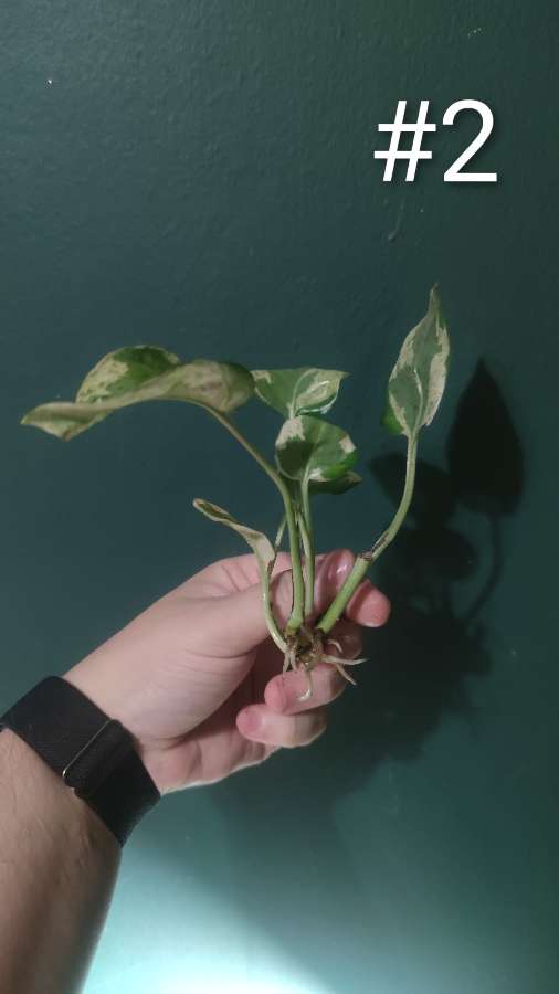 Epipremnum 'Pearls and Jade' 4