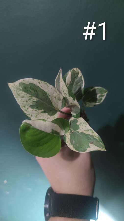 Epipremnum 'Pearls and Jade' 3