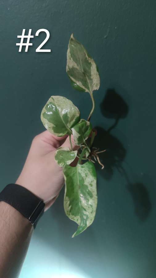 Epipremnum 'Pearls and Jade' 5