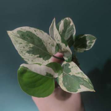 Epipremnum 'Pearls and Jade'