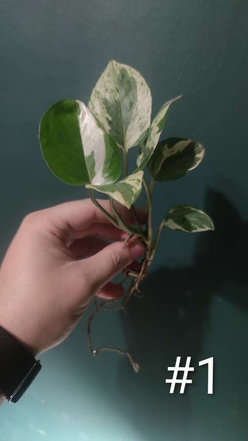 Epipremnum 'Pearls and Jade' 2