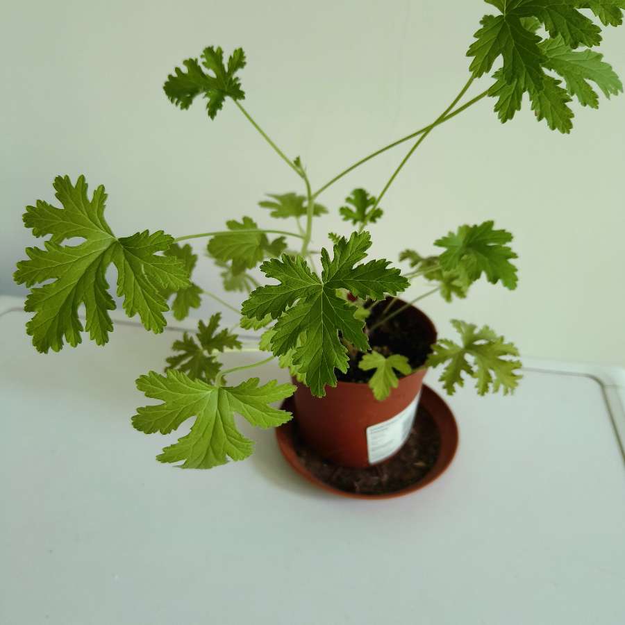 Geranium