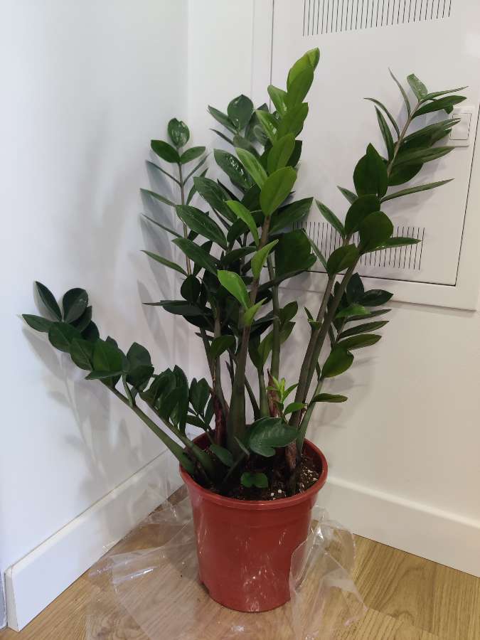 Zamioculcas zamiifolia Zamiokulkas zamiolistny XXL 2