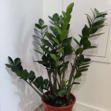 Zamioculcas zamiifolia Zamiokulkas zamiolistny XXL