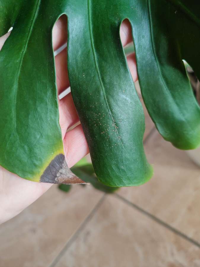 Monstera deliciosa 4