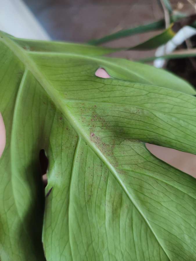 Monstera deliciosa 5