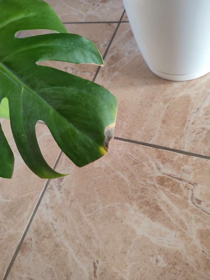 Monstera deliciosa 2