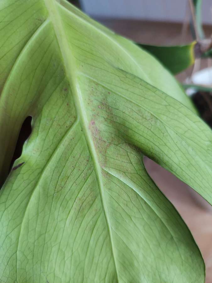 Monstera deliciosa 3