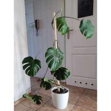 Monstera deliciosa