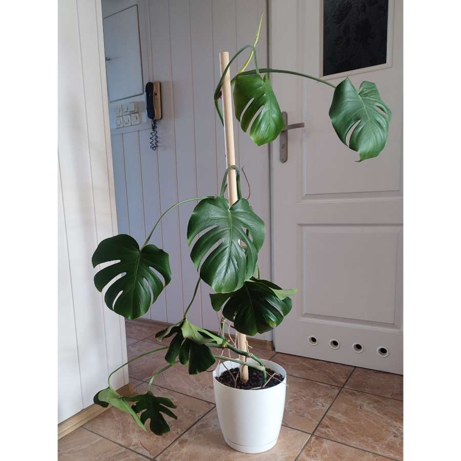 Monstera deliciosa