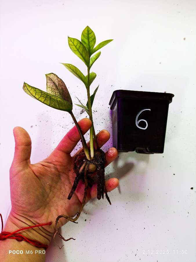 Zamiokulkas Chameleon 4