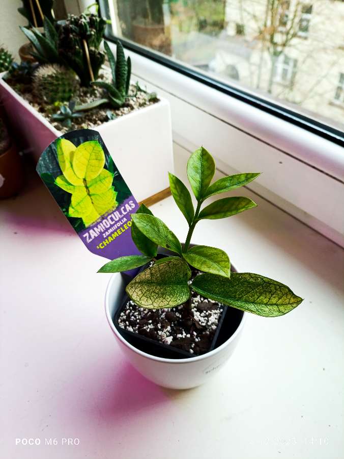 Zamiokulkas Chameleon 2