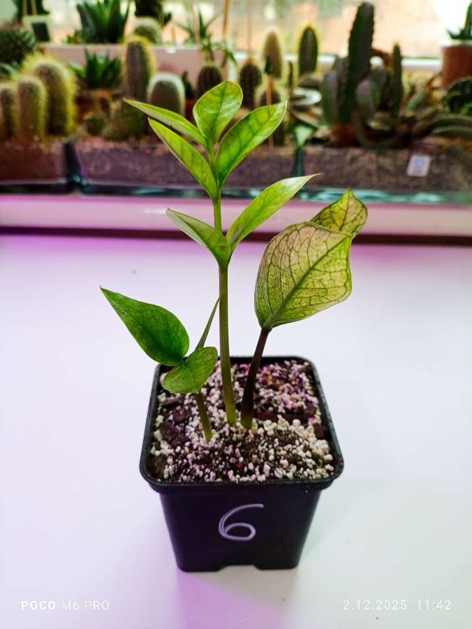 Zamiokulkas Chameleon 3