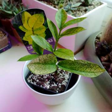 Zamiokulkas Chameleon