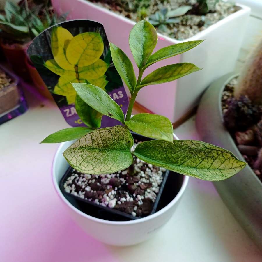 Zamiokulkas Chameleon