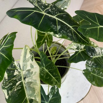 Alocasia frydek