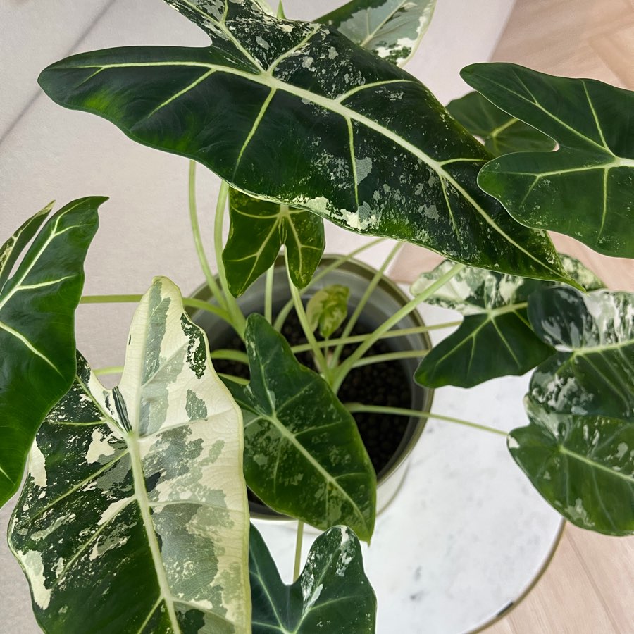 Alocasia frydek