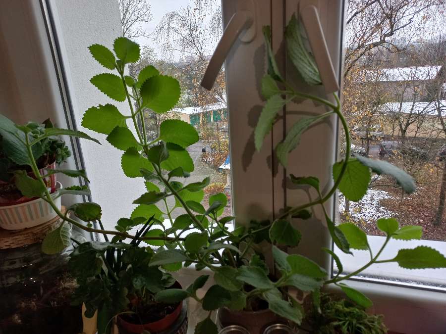 Oregano kubańskie mięta brazylijska 2