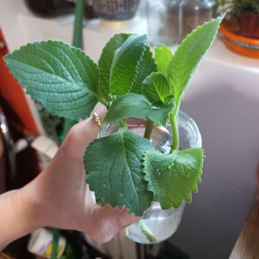 Oregano kubańskie mięta brazylijska
