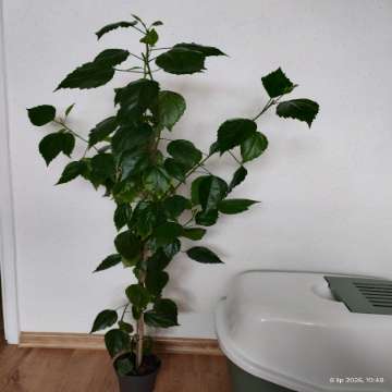 Hibiskus domowy