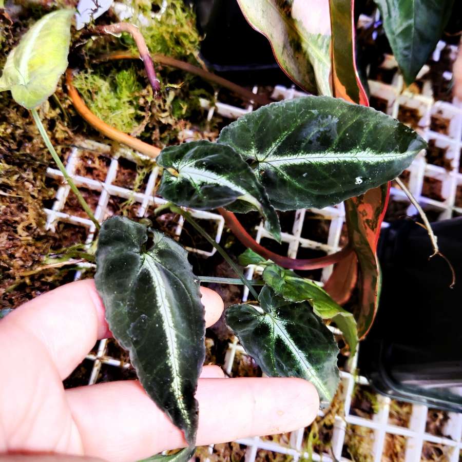 Syngonium rayii