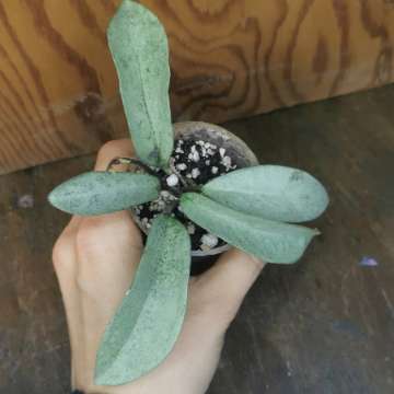 Hoya grey ghost