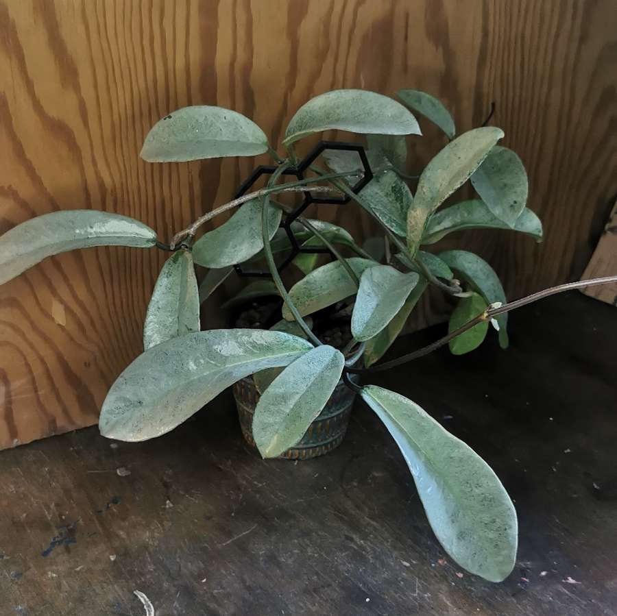 Hoya grey ghost 3