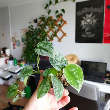 Scindapsus pictus "silver Ann"