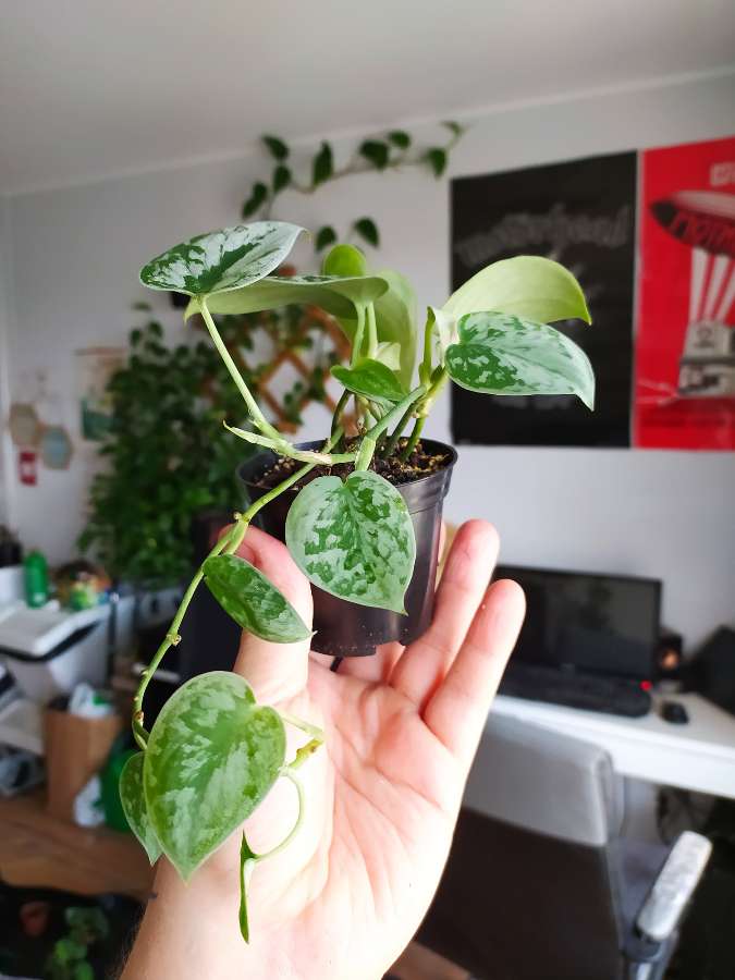 Scindapsus pictus "silver Ann" 2