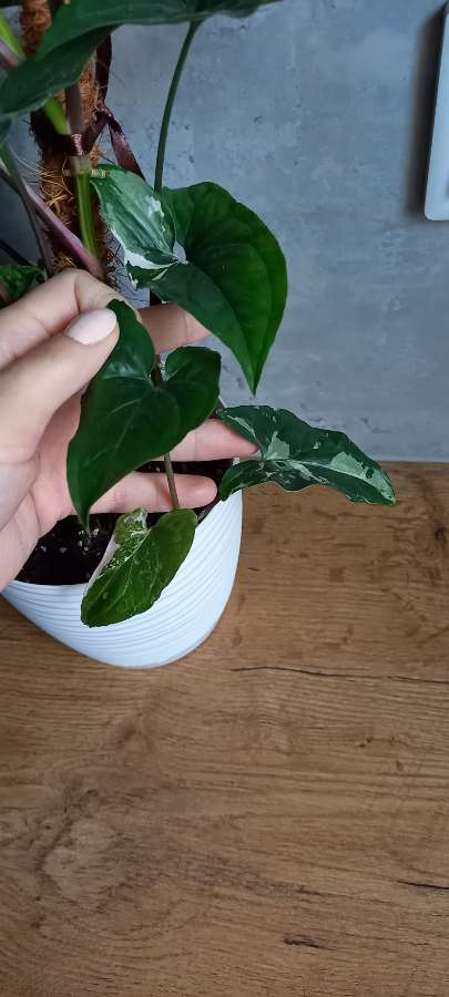 Syngonium emerald gem 2