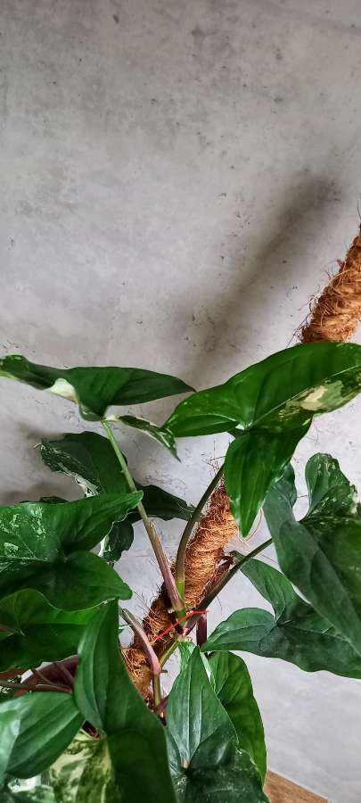 Syngonium emerald gem 3