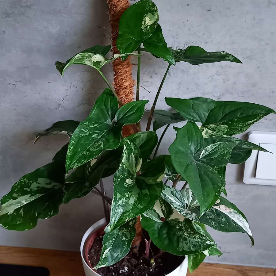 Syngonium emerald gem
