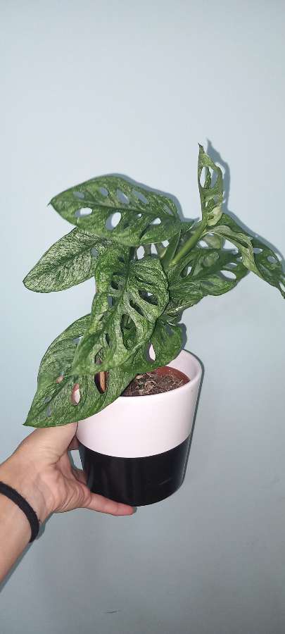 Monstera Adansonii Mint 2