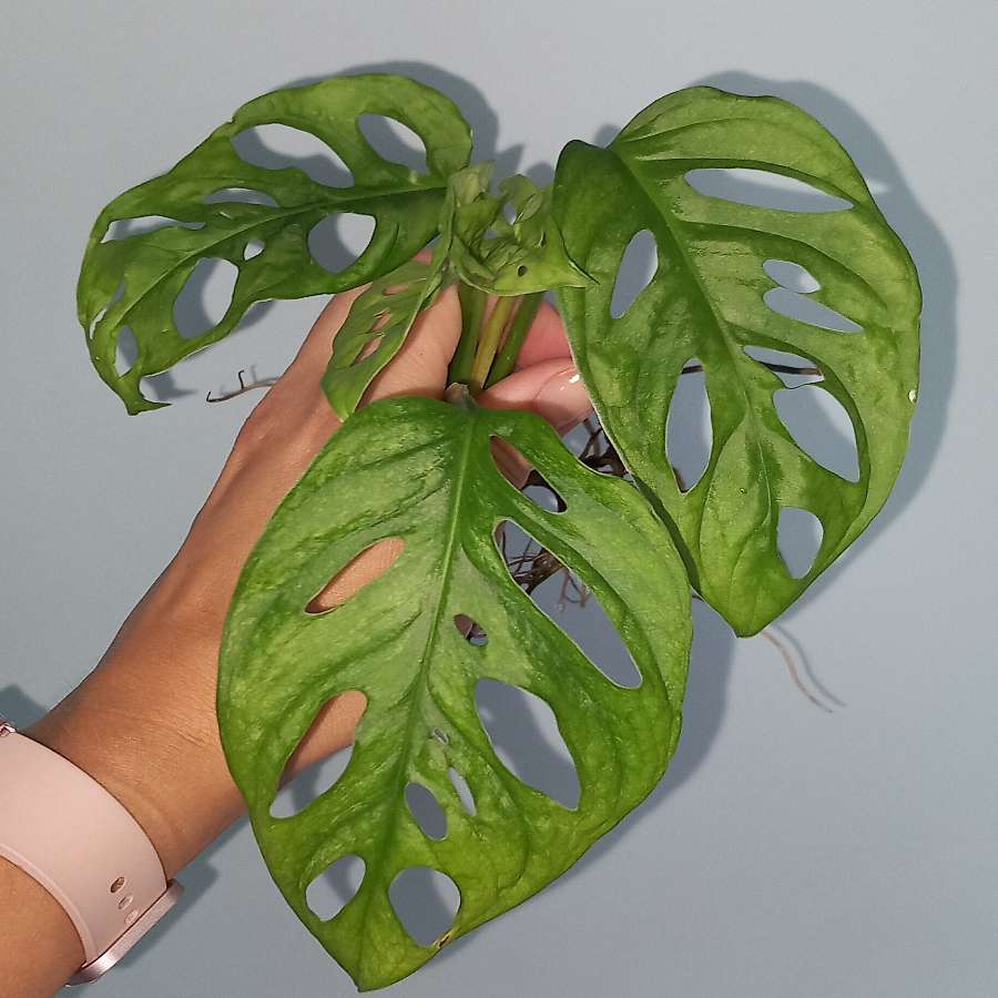 Monstera Adansonii Mint