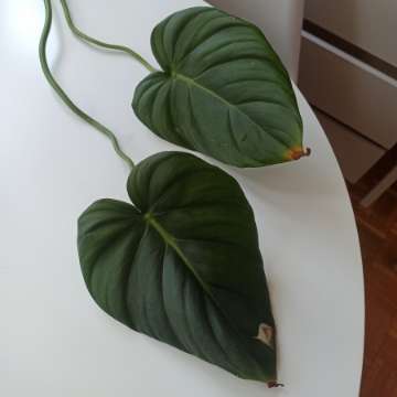 Philodendron Dean McDowell